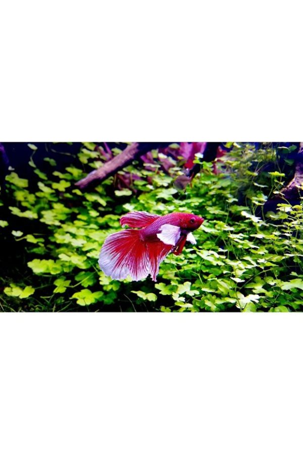 Crystalpro Betta Aqua Conditioner Beta Balıkları İçin Su Düzenleyici 125 ml