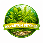 Akvaryum Bitkileri