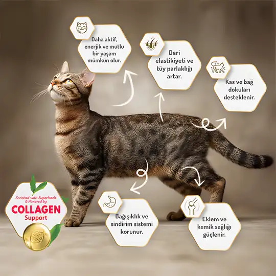 Felicia Az Tahıllı Kuzu Etli Hypoallergenic Kolajenli Yetişkin Kedi Maması 2 kg