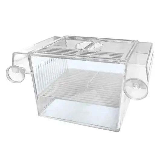 Aquawe Tekli Yavruluk