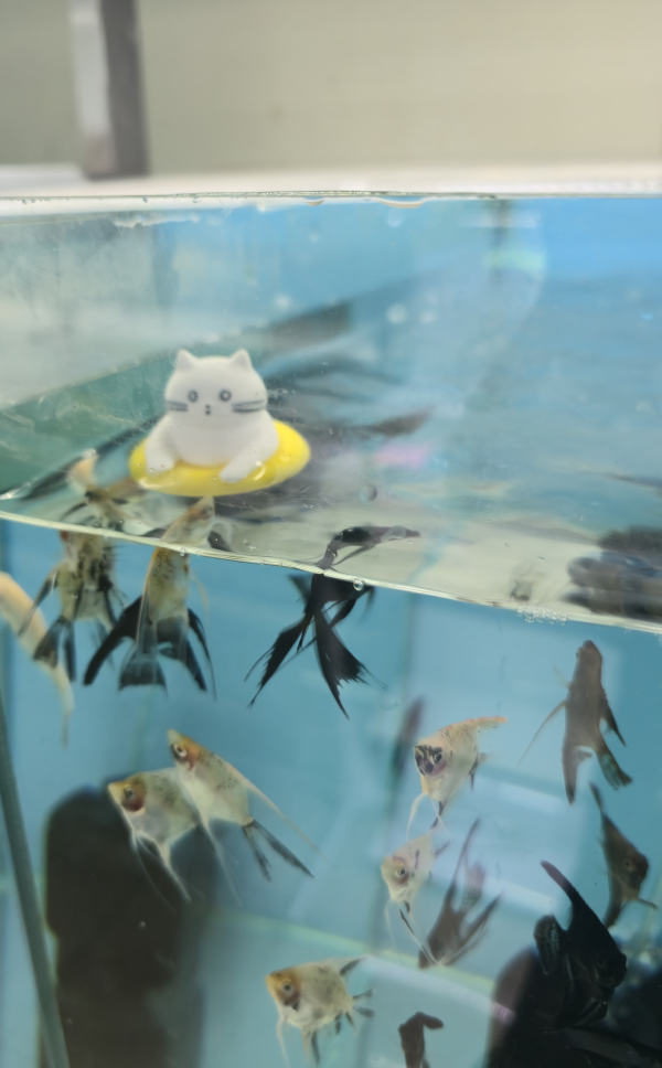 Su Üstünde Yüzen Deniz Simitli Kedi Renkli Akvaryum Dekoru