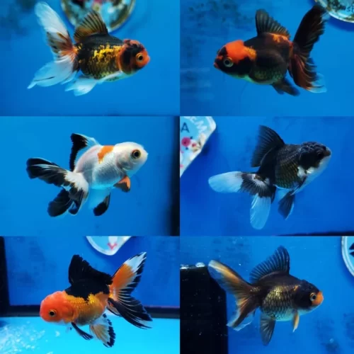 oranda