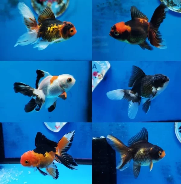 oranda