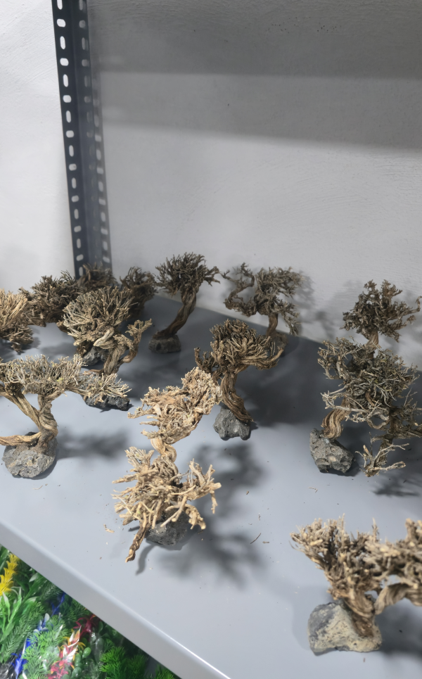 Taşa Sabit Küçük Boy Moss Ağacı Akvaryum Dekoru 10-12 cm