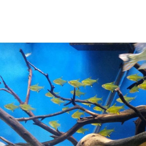 limon tetra