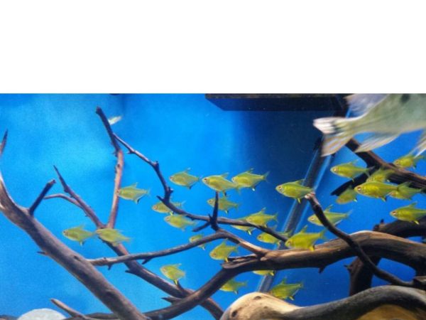 limon tetra