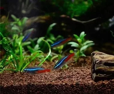 neon tetra