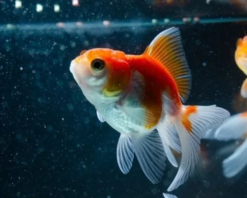 oranda