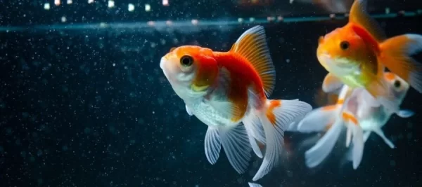 oranda