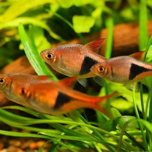 rasbora