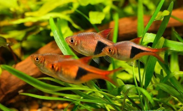 rasbora