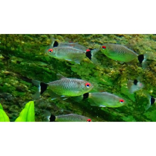 kırmızı göz tetra