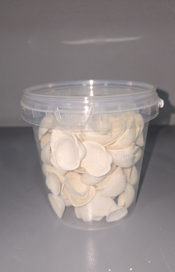 Kutulu Büyük Boy Beyaz Deniz Kabuğu Seti Akvaryum Dekoru